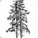 снимка Скици на татуировка смърч от 23.04.2018 №125 - Скици на татуировка смърч -