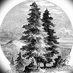 снимка Скици на татуировка смърч от 23.04.2018 №127 - Скици на татуировка смърч -