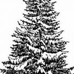 снимка Скици на татуировка смърч от 23.04.2018 №129 - Скици на татуировка смърч -