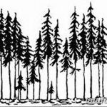 снимка Скици на татуировка смърч от 23.04.2018 №131 - Скици на татуировка смърч -