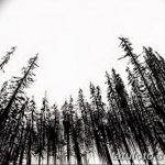 снимка Скици на татуировка смърч от 23.04.2018 №133 - Скици на татуировка смърч -