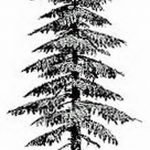 снимка Скици на татуировка смърч от 23.04.2018 №136 - Скици на татуировка смърч -