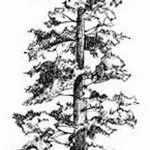 снимка Скици на татуировка смърч от 23.04.2018 №137 - Скици на татуировка смърч -