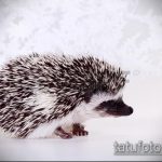 a 670 -es számú sündisznó tetoválás vázlata egy rajz méltó változata, amely sikeresen használható a sün és a labda labdájának tetoválásként történő alkalmazására és alkalmazására