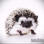 926 -os sündisznó tetoválás vázlata - a rajz exkluzív változata, amely könnyen használható felülvizsgálatra és tetoválásként a sündisznó felhelyezésére a lábára