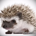 vázlat egy sün sün tetoválás 744 -es számáról - a kép hűvös változata, amely jól használható a golyós sündisznó átalakítására és tetoválására