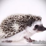 vázlat egy sündisznó tetoválás 337 -es számával - a kép hűvös változata, amely sikeresen használható a virágos sündisznó megváltoztatására és tetoválásra