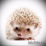 852 -es sündisznó tetoválás vázlata - a minta hűvös változata, amely sikeresen használható a sündisznó feldolgozásához és tetováláshoz a lábán