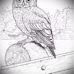 A tetoválás méltó változata egy bagoly vázlata - felhasználható egy bagoly tetoválásához a karon