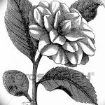 Fényképvázlatok kamélia tetoválásokról 2018.09.18. №029 - vázlatok kamélia tetoválásokról -