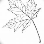 снимка Скици на татуиран клен от 29.09.2017 г. №003 - Скици на татуировъчен клен -