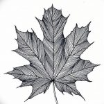 снимка Скици на татуировка клен от 29.09.2017 г. №027 - Скици на татуировка клен -