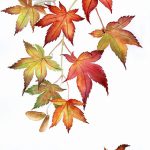 снимка Скици на татуиран клен от 29.09.2017 г. №032 - Скици на татуировъчен клен -