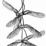 снимка Скици на татуировка клен от 29.09.2017 г. №067 - Скици на татуировка клен -