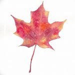 снимка Скици на татуиран клен от 29.09.2017 г. №070 - Скици на татуировъчен клен -