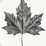 снимка Скици на татуиран клен от 29.09.2017 г. №077 - Скици на татуировъчен клен -