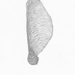 снимка Скици на татуировка клен от 29.09.2017 г. №083 - Скици на татуировка клен -