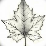 снимка Скици на татуировка клен от 29.09.2017 г. №093 - Скици на татуировка клен -