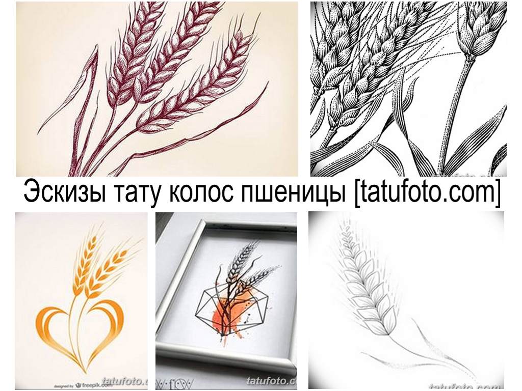 Búzafül -tetoválás vázlatai - eredeti rajzgyűjtemény egy tetováláshoz egy fényképen