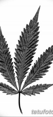 fotó vázlatok tetoválás marihuána (kender) 2019.04.27. №054 - tetoválás marihuána -