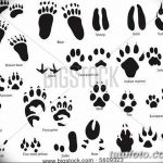 Tetovált macskanyomok vázlata 2018.07.31 -től №028 - Vázlatok tetováló macskanyomokról -