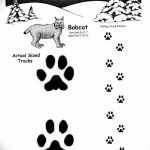 Tetovált macskanyomok vázlata 2018. 07. 31 -től №046 - Vázlatok tetováló macskanyomokról -