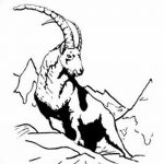 fotó Vázlatok egy bak tetoválásról, kelte: 2017. 09. 29 №012 - Vázlatokf a bak tetoválásról -