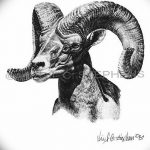 fotó Vázlatok egy bak tetoválásról, kelte: 2017. 09. 29 №075 - Vázlatokf a bak tetoválásról -