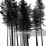 fotó Vázlatok egy erdei tetoválásról, 2017. 09. 29 -én №046 - Vázlatok egy erdei tetoválásról -