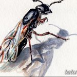 снимка Скица на татуировка на мравка от 09.07.2017 г. №004 - Скица на татуировка на мравка -