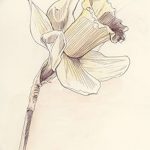 fotó Vázlatok egy nárcisz tetoválásról, 2018. 04. 18 -án, 006 - Vázlatok a nárciszról -