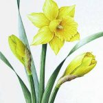 fotó Vázlatok egy nárcisz tetoválásról 2018.04.18 -án №019 - Vázlatok nárciszról -