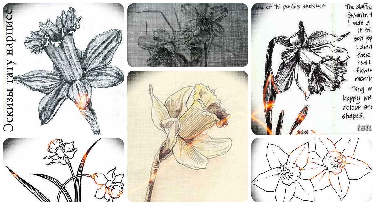 Nárcisz tetoválás minták - érdekes rajzok gyűjteménye tetoválásokhoz