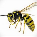 darázs tetoválás vázlata 2020.01.07. №3013 -mázsa tetoválás vázlata