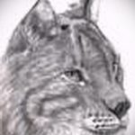 A hiúz tetoválási vázlatának hűvös változata - használható egy hiúz tetoválására a csuklón