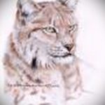 A hiúz tetoválási vázlatának megfelelő változata - hiúz geometriájú tetováláshoz használható