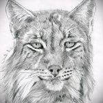 A hiúz tetoválási vázlatának hűvös változata - használható a hiúz tetoválására a hátán