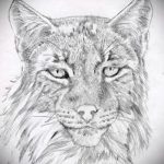 Cool változata tetoválás vázlat hiúz - használható tetoválás hiúz fekete fehér