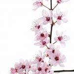 fotó Vázlatok Sakura tetoválásról 2018.01.27. №051 - Sakura tetoválás vázlatai -