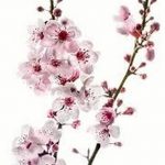 fotó Vázlatok Sakura tetoválásról 2018.01.27. №104 - Sakura tetoválás vázlatai -