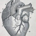 снимка Скици на татуировка Сърце от 20.06.2018 №038 - Скици Татуировка Сърце -