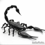 fotó vázlat egy skorpió tetoválásról, 2018.04.24. №062 - skorpió tetoválás vázlata -