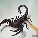 fotó vázlat egy skorpió tetoválásról, 2018.04.24. №099 - skorpió tetoválás vázlata -
