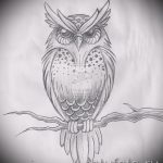 bagoly tetoválás amerikai vázlatok 5