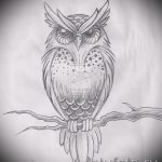 bagoly tetoválás vázlat a karon