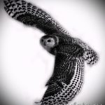 bagoly tetoválás vázlata 1