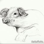 снимка Скици на татуировка на прасе (глиган) от 26.09.2017 г. №018 - Скици на прасе -