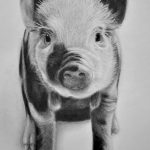 снимка Скици на татуировка на прасе (глиган) от 26.09.2017 г. №023 - Скици на прасе -