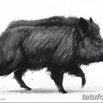 снимка Скици на татуировка на прасе (глиган) от 26.09.2017 г. №035 - Скици на прасе -