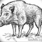 снимка Скици на татуировка на прасе (глиган) от 26.09.2017 г. No 046 - Скици на прасе -